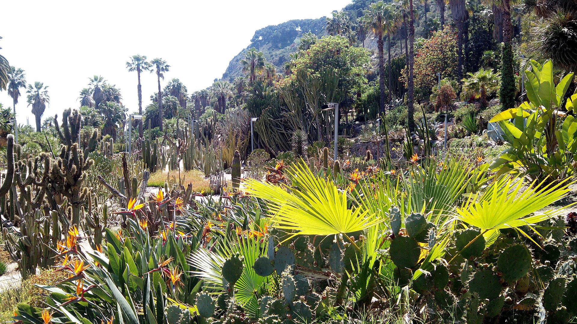 Vista general del jardí